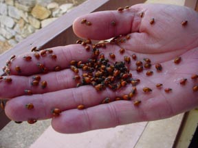 Lady beetles on a hand