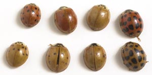 Asian lady beetles