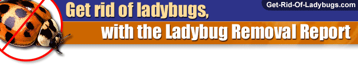 Get rid of ladybugs with the Ladybug Removal Report